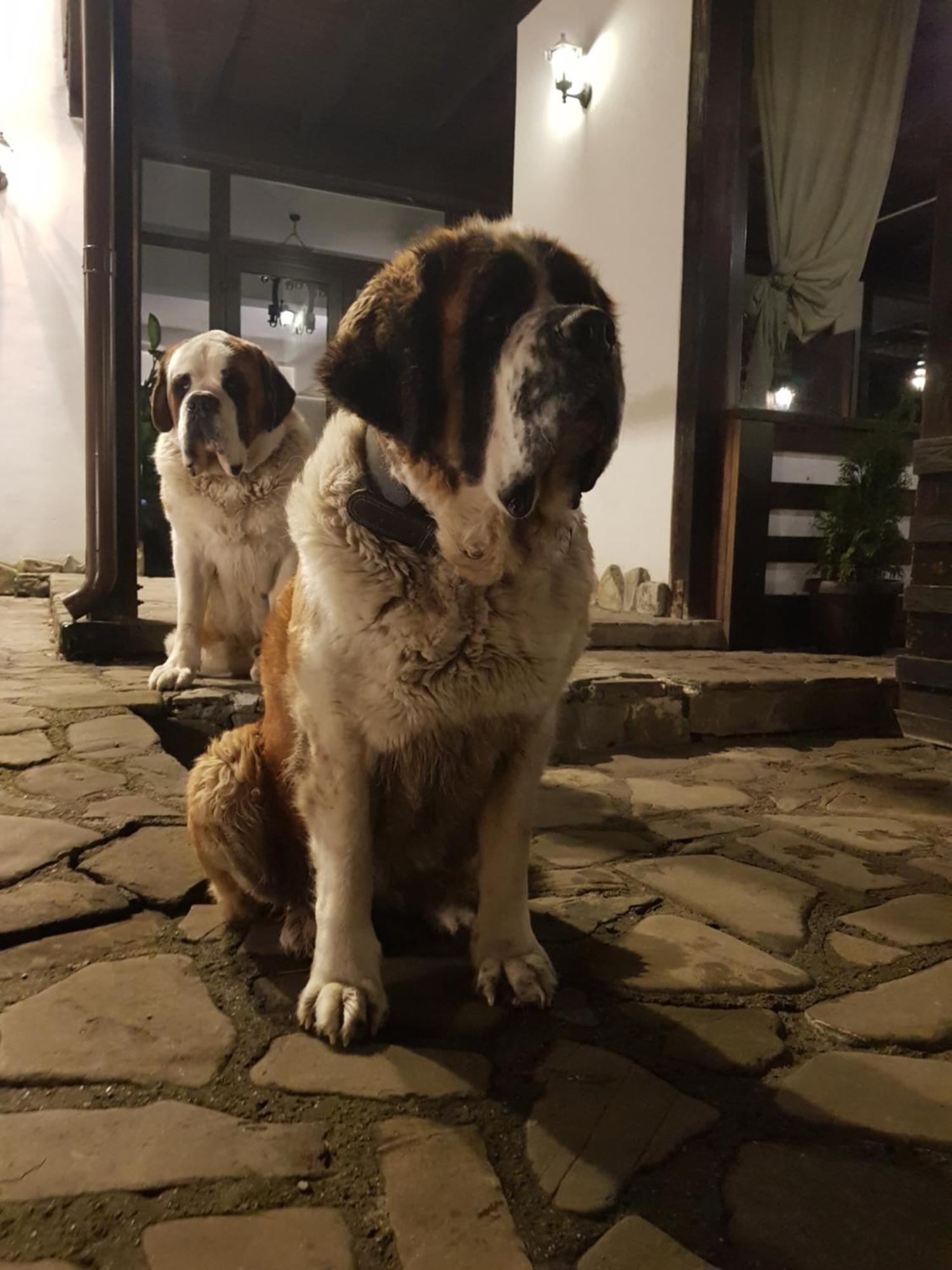 Pension Casa Drumetului Piatra Neamt Bagian luar foto